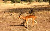 TANZANIA - Tarangire National Park - 22